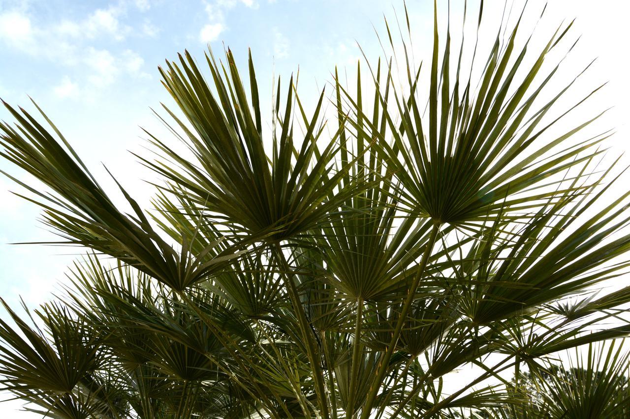 B&B Villa Garden Bisceglie Exterior foto